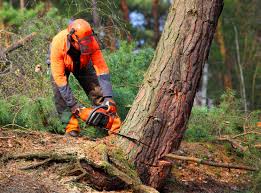 Best Organic Lawn Care Solutions  in Malad City, ID