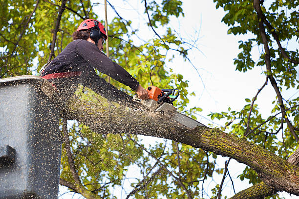 Best Lawn Maintenance Plans  in Malad City, ID